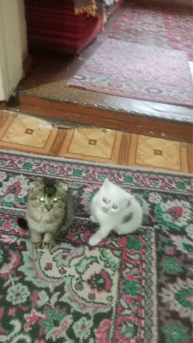 Продаются милые котята