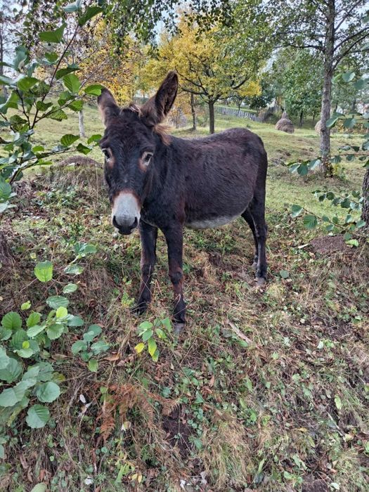 Măgărițe  de vanzare