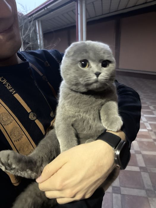 Продаётся шотландский фолд