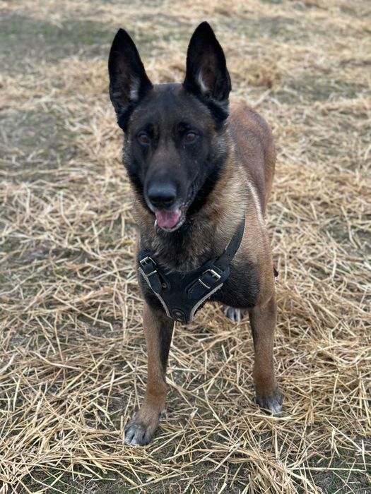 Mascul Ciobănesc Belgian Malinois