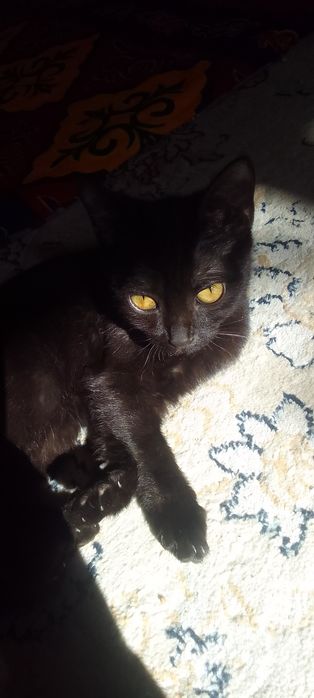 Отдам в хорошие руки котенка