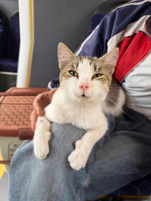 Помощь коту, благотворительность