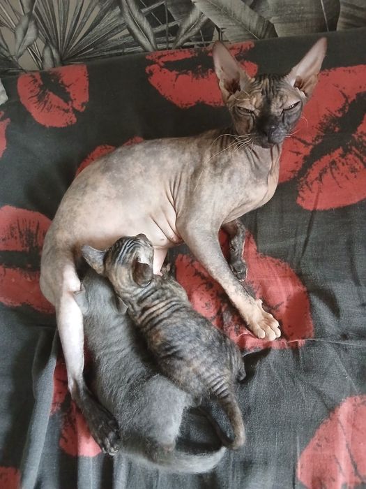 Котята канадский сфинкс