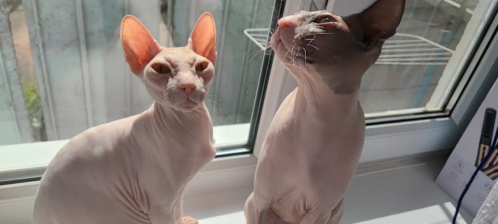 Мальчик донского сфинкса