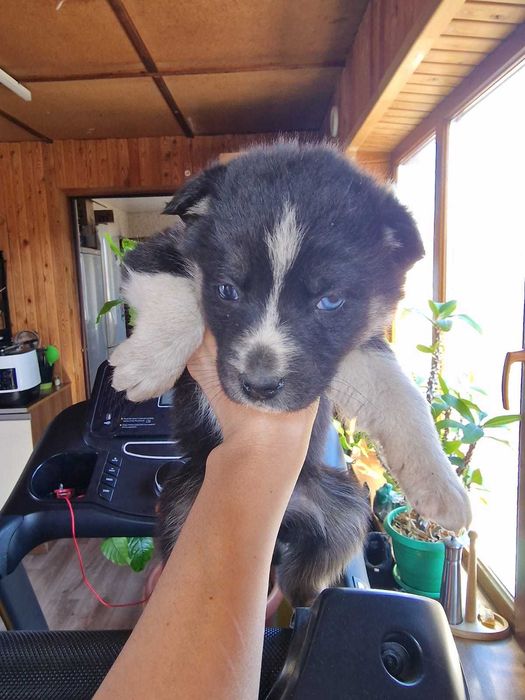 Отдам щенков в хорошие руки .