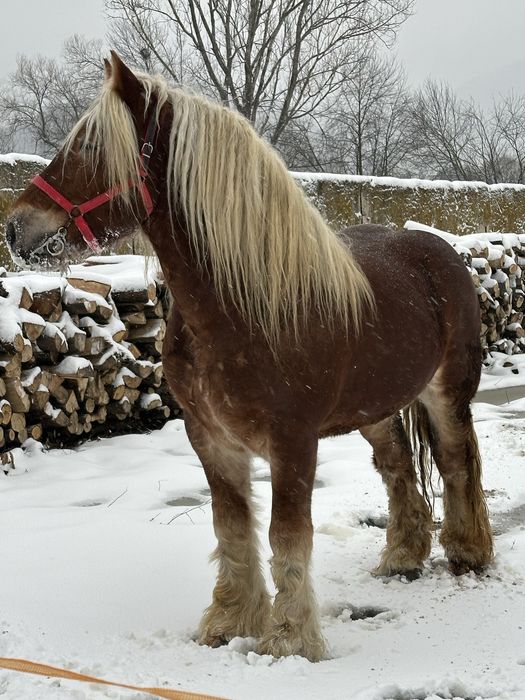 Manz ardenez 3 ani schimb cu oi