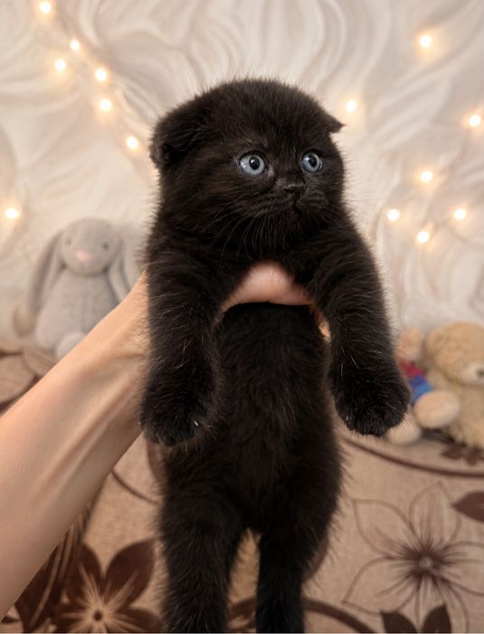 Котята скотиш фолд