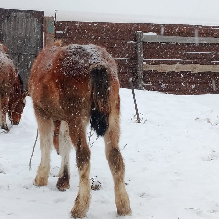 Продам жеребчика 7 месяцев
