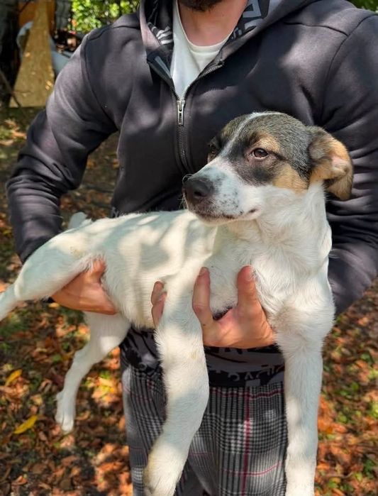 Catelușe pentru adoptie