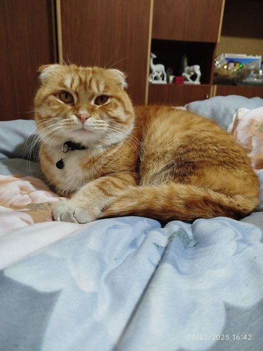 Скотч фолд угил мушук сотилади