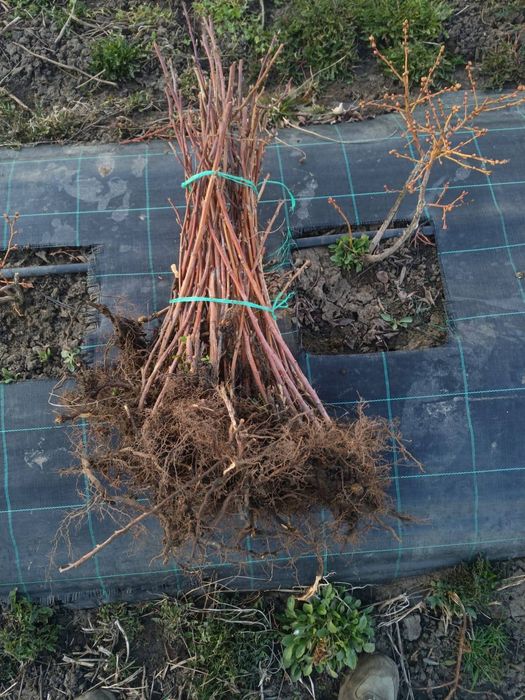 Afin și zmeur de vânzare