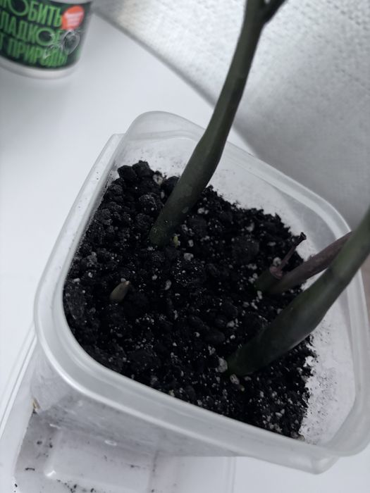 Прожам замиокулькас