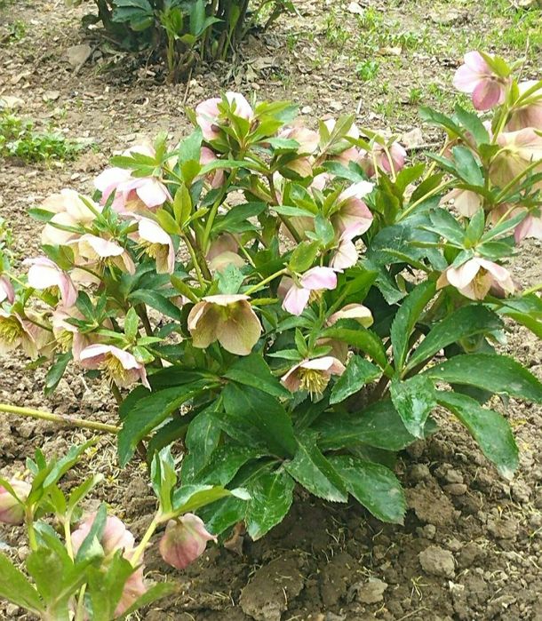 Марозка гулари срочна