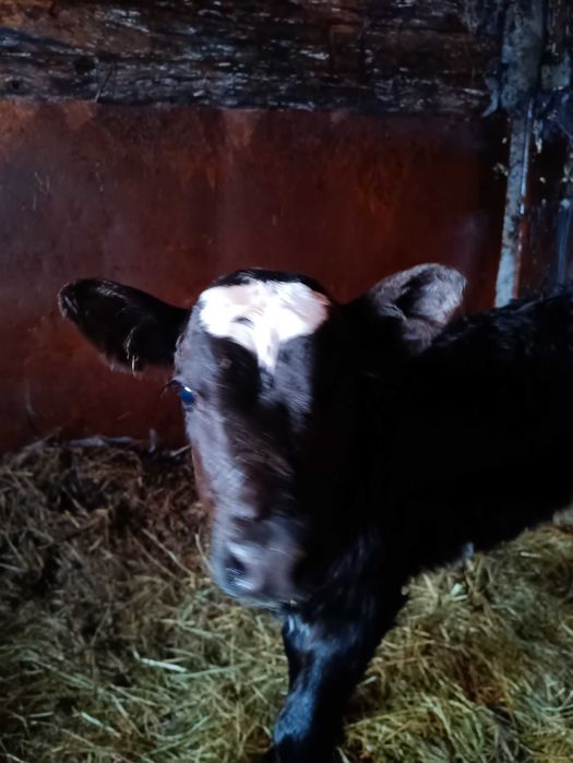 Продам телочку от симентала