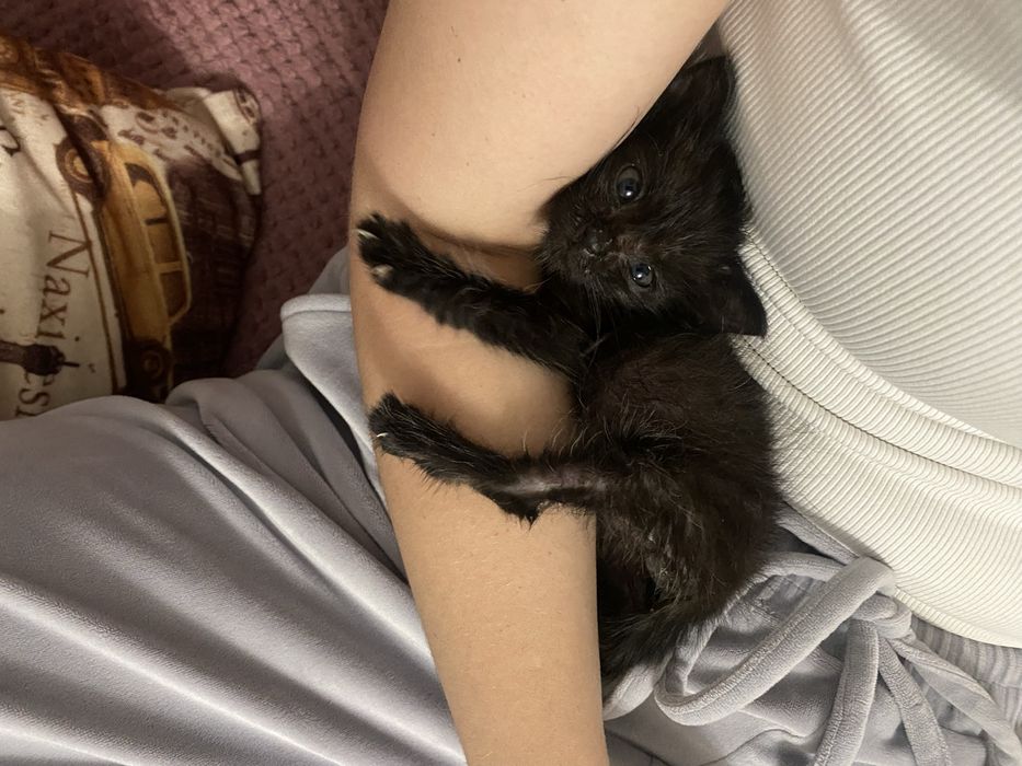 Ищет дом котенок