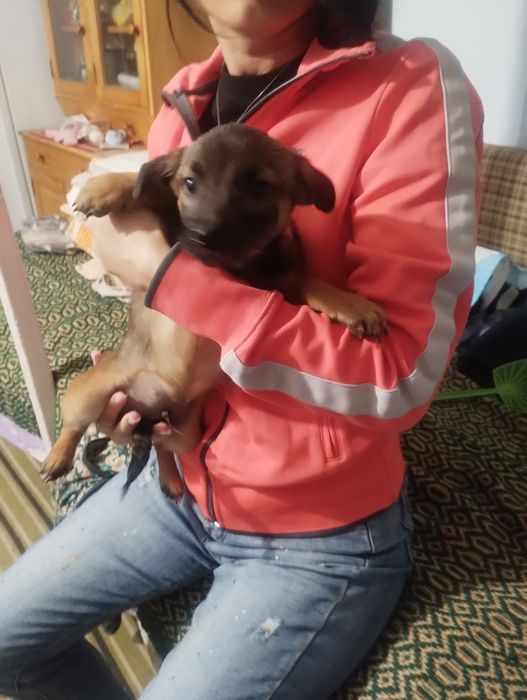 Donez căței talie mica