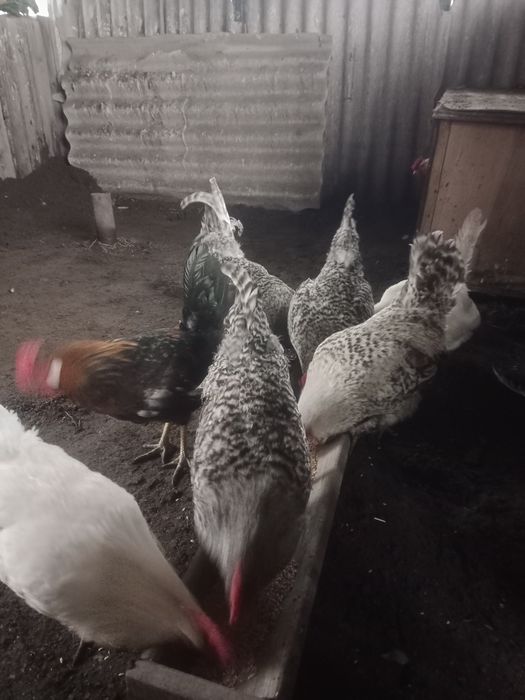 Продаю петушков.