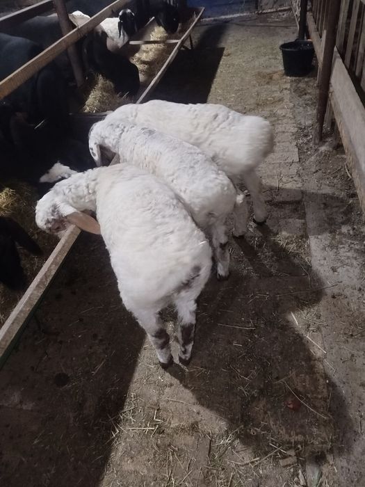 Она бола куйлар СОТИЛАДИ