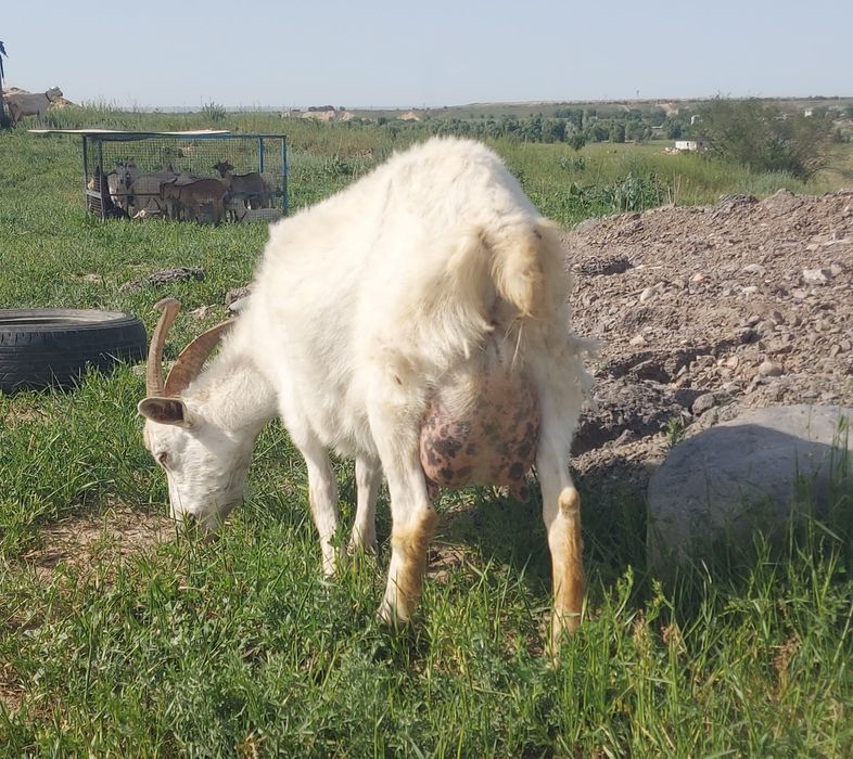 Козы заайнинские (дойные)