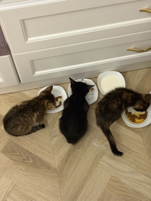 Отдам 2х котят, возраст 3 месяца