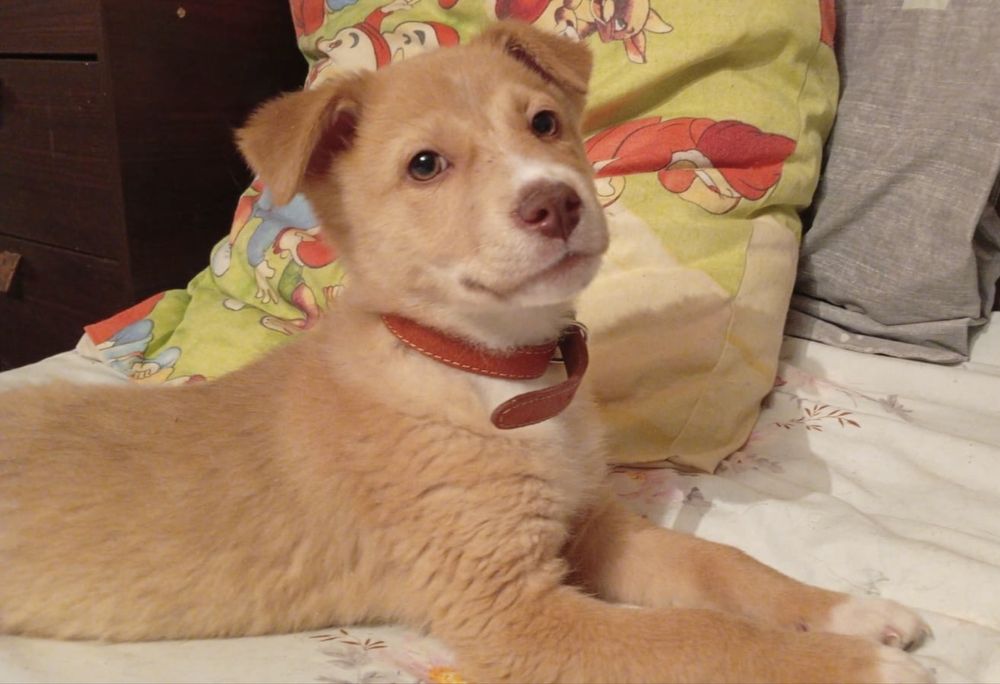 Отдам  щенков в добрые руки