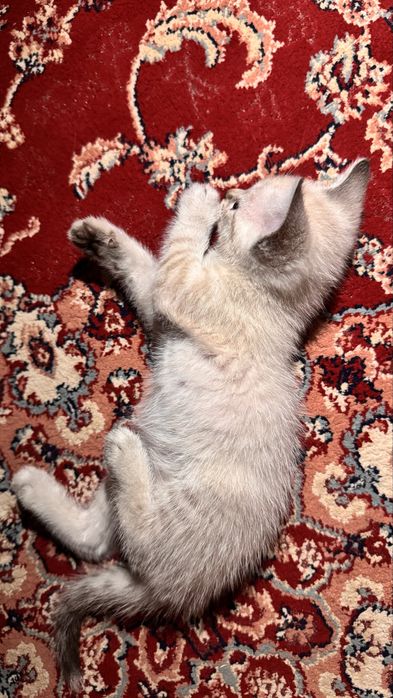 маленький котёнок , пол:ж