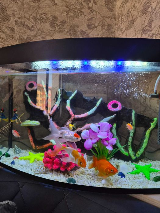 Akvarium sotiladi-40L