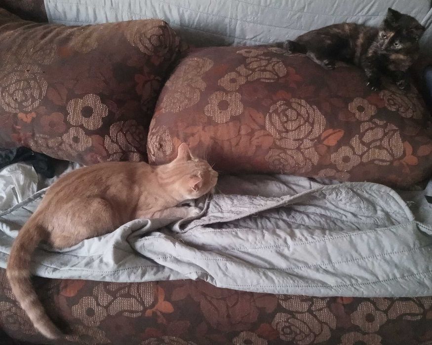 2 котенца. заедно или поотделно