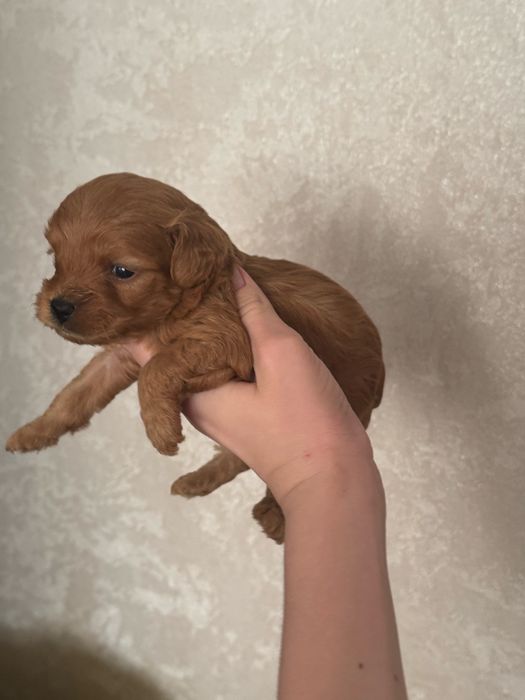 Мальтипу ф1 мальчик