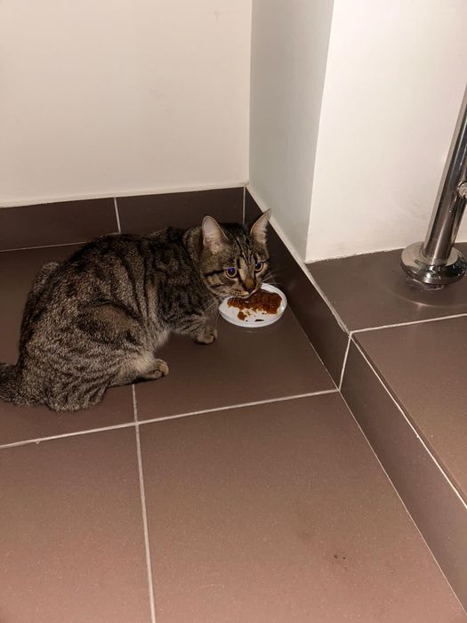 Нашли кота в районе Экспо