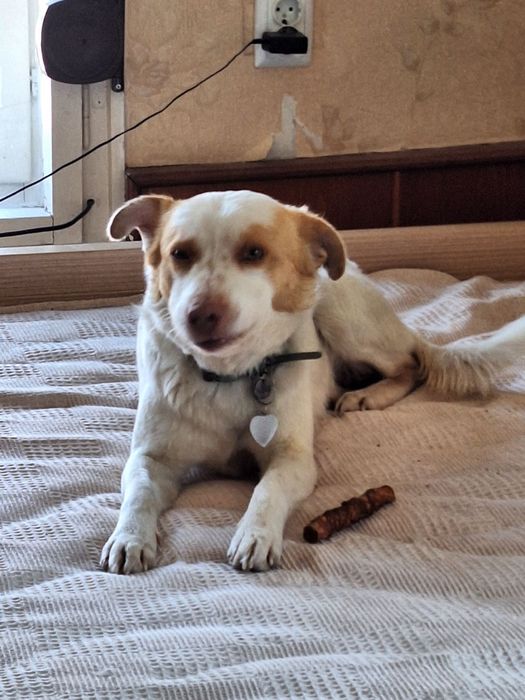 Подарява се кученце Съни