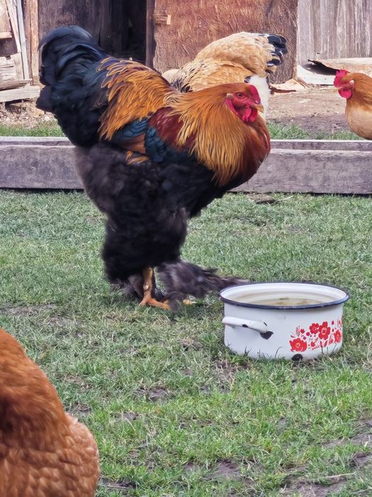 Oua  pentru incubat RASA BRAHMA