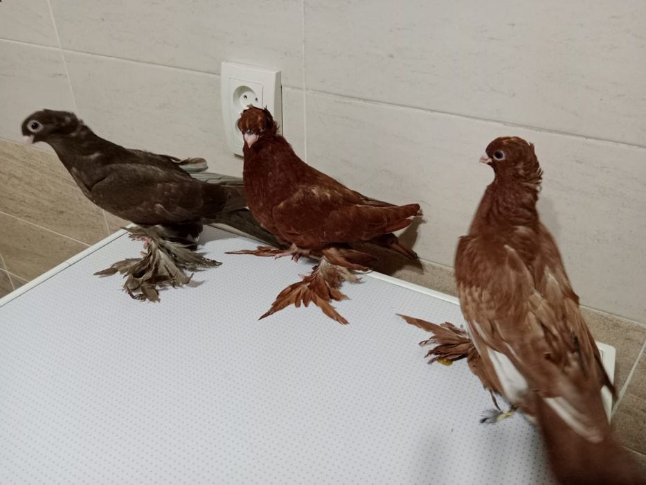 Продам   Голубей