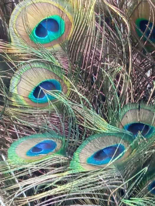 продавам пера от пауни - от 40см. до 130см. 1лв х бр.