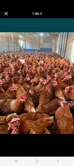 Găini roși outoare