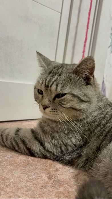Кот в поисках семьи