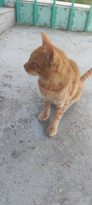 Отдам кота в добрые руки