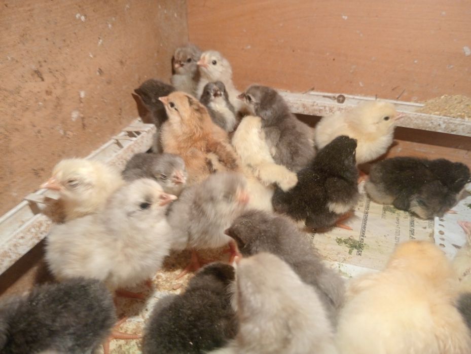Продам цыплят домашних