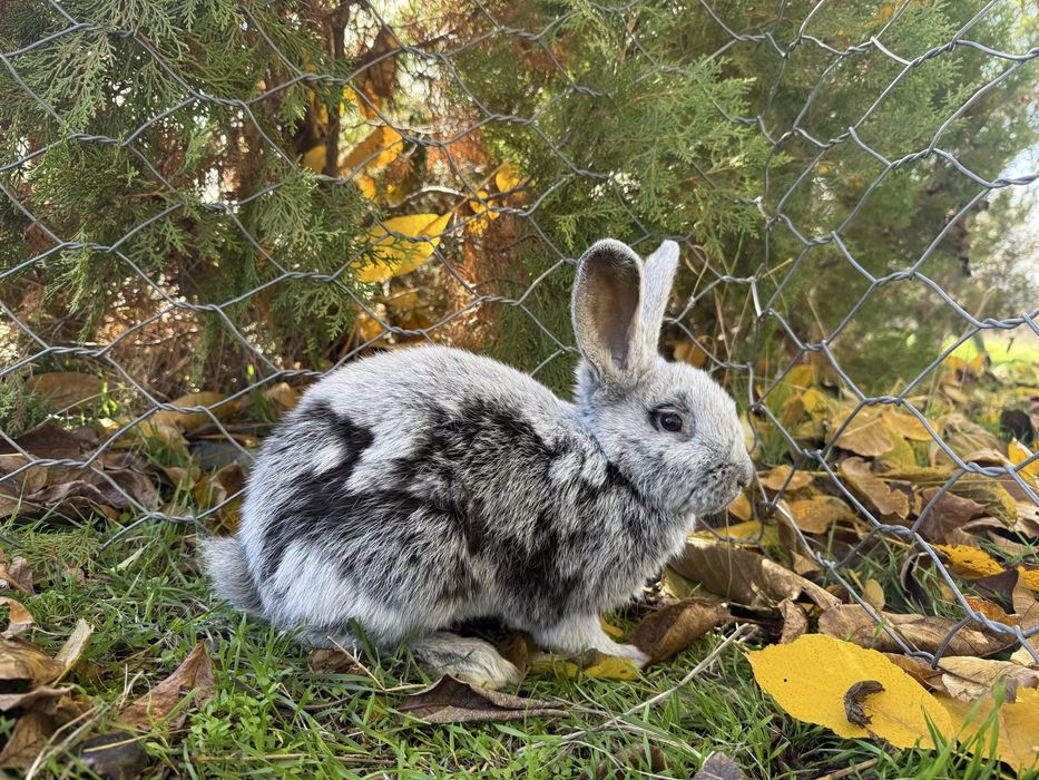 Голям Сребърен Заек