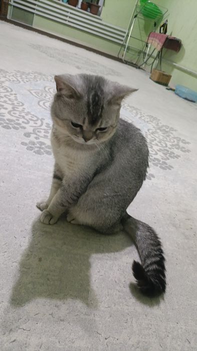 Британский коротко шерсть