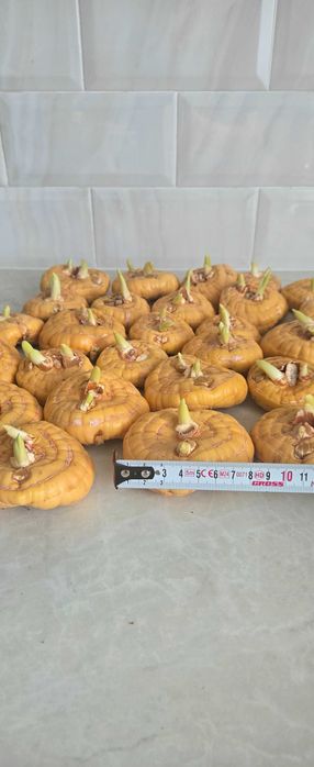 Продам луковицы гладиолуса голландского