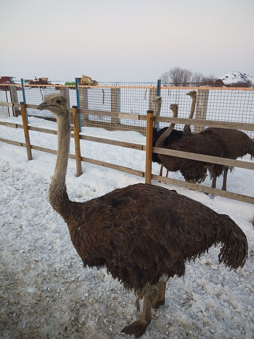 Vand struti Africani