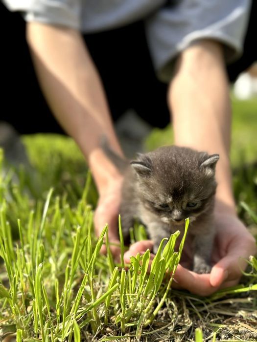 Prodayotsya shatlanskiy kotyonok chyorniy dimchatiy okras  600.000