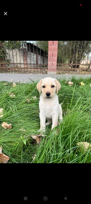 Продам щенка лабрадора
