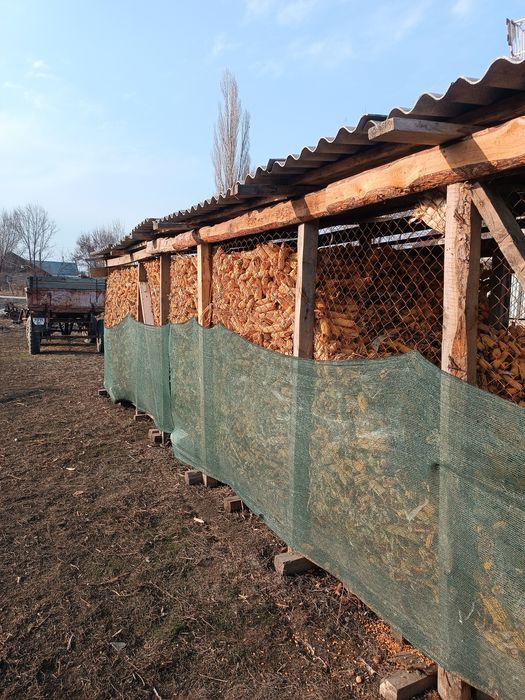 Кукуруза в початках