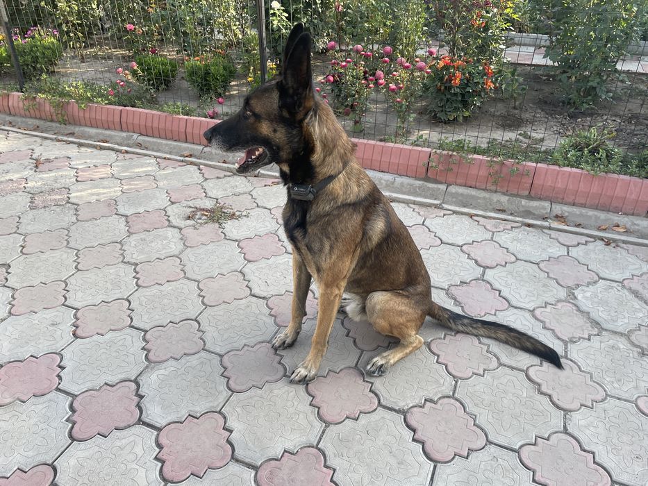 Бельгийская овчарка, Малинуа