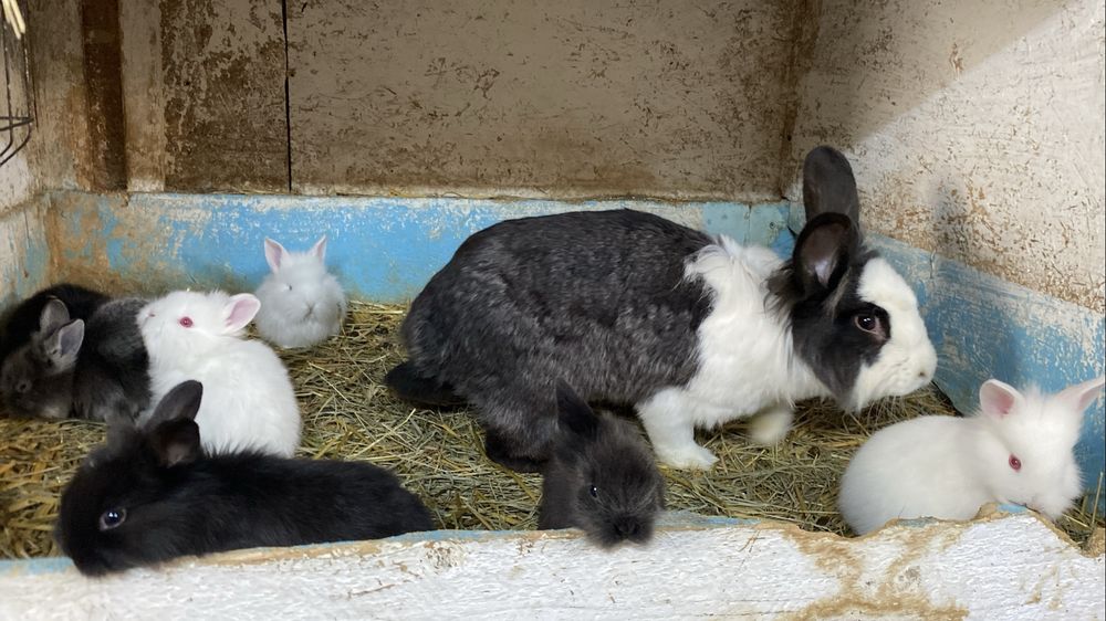 Femela cap de leu cu 8 pui