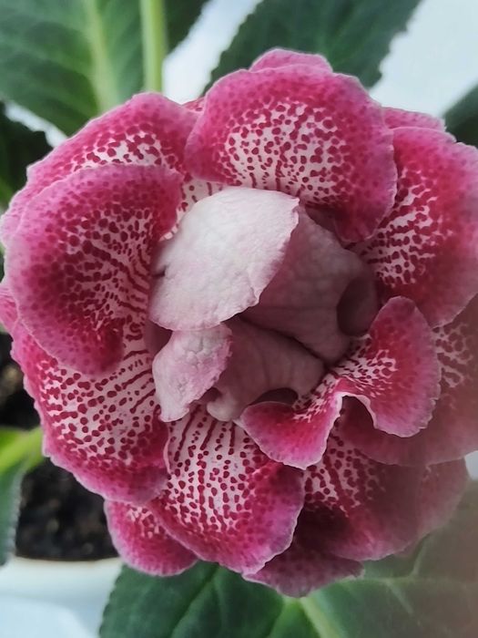 Комнатные растения Глоксиния