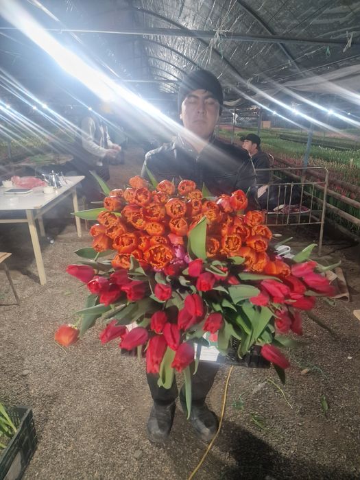 Тюльпаны крупные