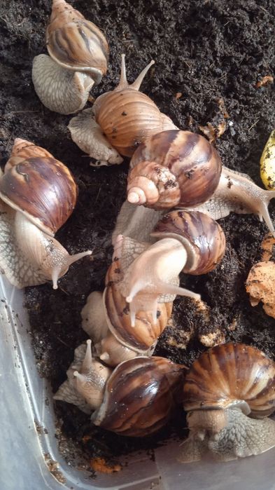 Улиткалар сотилади